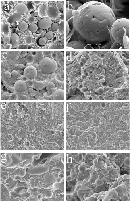 Fig.  4.5  -  SEM  micrographs  of  (a)  MB/PP,  (b)  PP  particle  (showing  the  growth  of  spherulites)  in  MB/PP  blend,  (c)  MB/PP*2, (d)  MB/PP*10,  (e) MB/PE, (f) MB/PE*2, (g) MB/PS, (h) MB/PS*2 blends