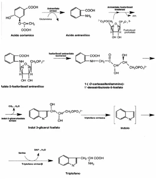 Figura 14: Via biosintetica che dall’acido corismico porta al triptofano 