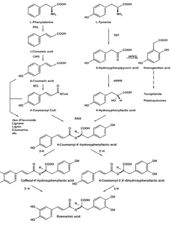 Fig. 1.1. Biosynthetic pathway for rosmarinic acid (Petersen and Simmonds, 2003). 