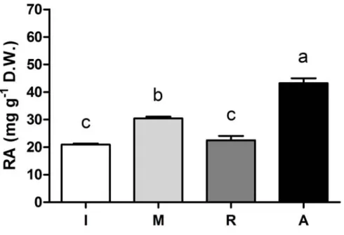 Figure 2.3. The content of rosmarinic acid (RA) in vitro plantlets of sweet basil (O. 