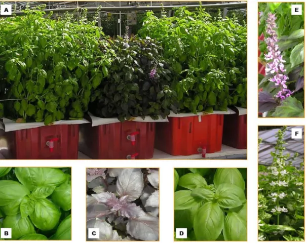 Figure 2.6. Hydroponic  cultivation (floating system) of different cultivars  (Genovese, Dark Opal and Superbo) of sweet basil (O