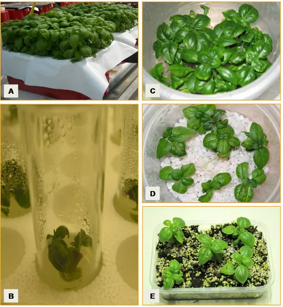 Figure 2.2. Micropropagation of sweet basil (O. basilicum L., cv. Genovese): in vivo  (hydroponic) cultivation of mother plants (A); shoot bud induction on MS + 0.25 mg  L -1  BA (B); shoot proliferation on MS + 0.25 mg L -1 BA (C); rooting of nodal  segme