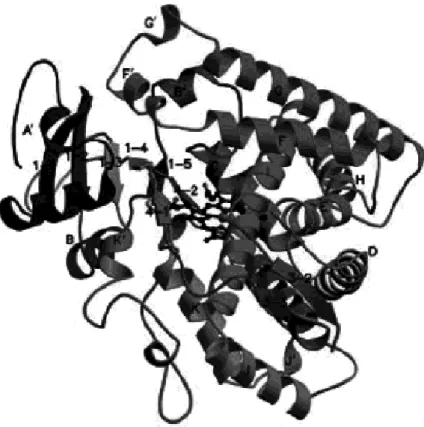 Fig. 4: Struttura 3D del citocromo umano CYP 2C9  ottenuto tramite cristallografia a raggi X (Meunier et al., 2004) 