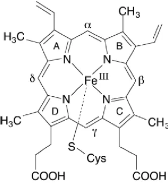 Fig. 5: Gruppo prostetico eme-cisteinato legato alla cisteina  dell’apoproteina (Meunier et al., 2004)