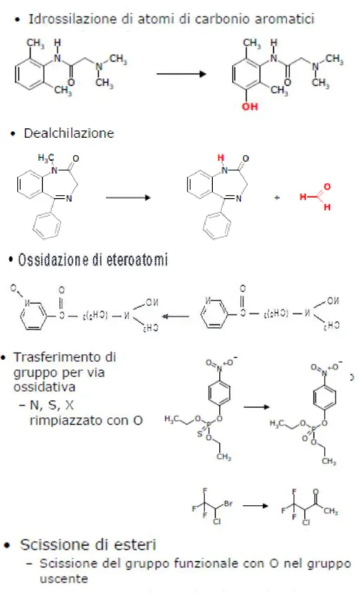 Fig. 9: Reazioni catalizzate dal citocromo P450 . 