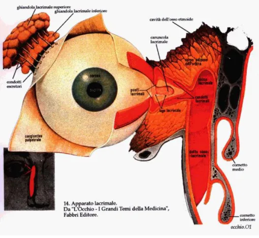 Fig. 3 - Apparato lacrimale