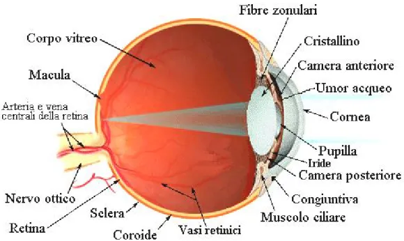Fig. 1 - Rappresentazione schematica dell’occhio