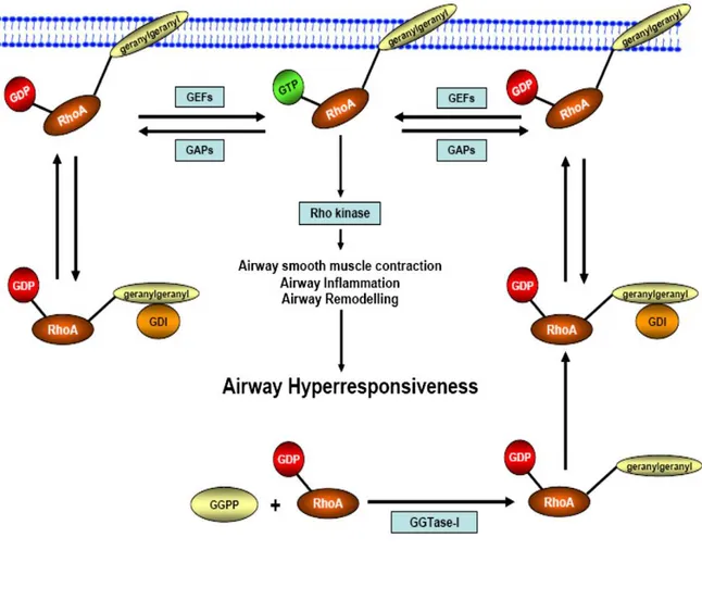 Figura 8 Rappresentazione schematica dei meccanismi di regolazione  intracellulari di RhoA/Rho-kinasi [4]