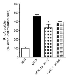 Figura  2.  Analisi  ELISA  dell'attivazione  della  proteina  RhoA in presenza o in assenza di salbutamolo in cellule  muscolari  lisce  bronchiali  umane