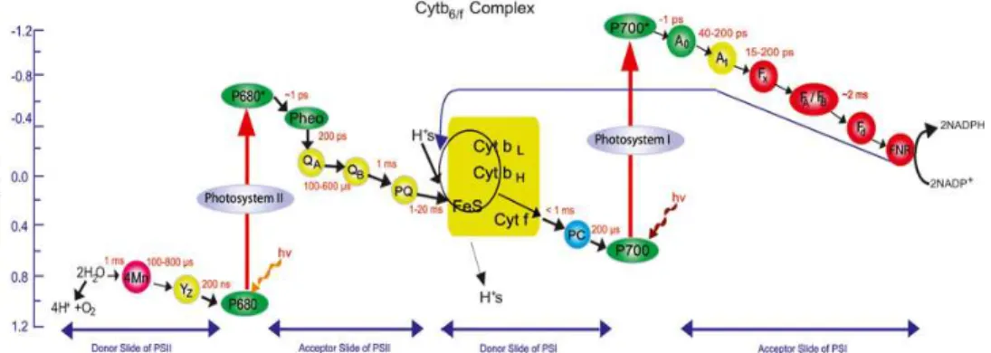 Figure  2.  The  Z-scheme  of  oxygenic  photosynthesis  for  electron  transfer  from  water  to  oxidized  nicotinamide  adenine  dinucleotidephosphate  (NADP)