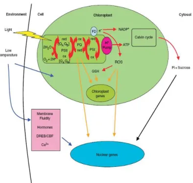 Figure  3.  Integration  and  regulation  of  the  photosynthetic  process.  The  primary  light  reactions  occur  within  the  thylakoid  membrane  system,  where  the  water  splitting  complex,  PSII,  PSI  and  the  electron  transport  chain  are  lo