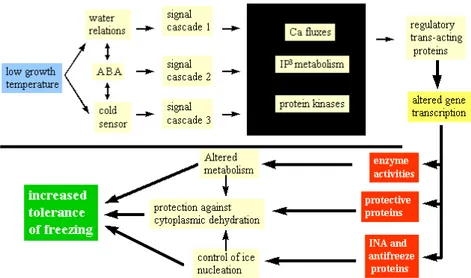 Figure 4. A model of the signalling processes in plants leading to acclimation and  increased freezing tolerance