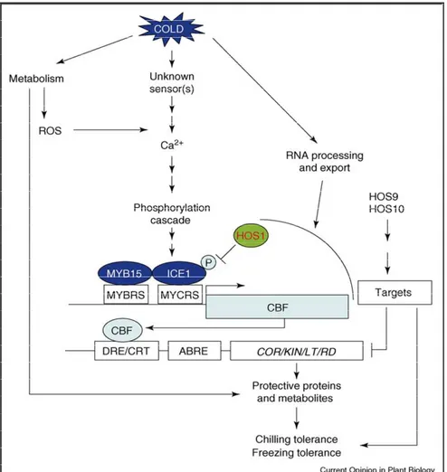 Figure 5. Schematic illustration of the cold response network in Arabidopsis. 