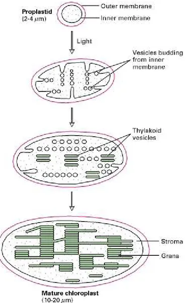 Figure  9.  Formation  of  chloroplasts  from  proplastids.  Light-induced  budding  of  the inner membrane