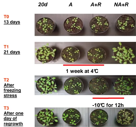 Figure  10.  A.  thaliana  cultivated  under  different  temperature.  Plant  status:  20- 20-days-old Arabidopsis plants (20 d)