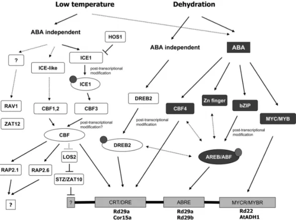 Figure  1.  Transcriptional  cascades  of  low  temperature  and  dehydration  signal  transduction