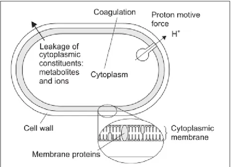 Fig 17 Disegno riassuntivo dei meccanismi di azione degli oli essenziali su  cellula batterica (Burt S., 2004)