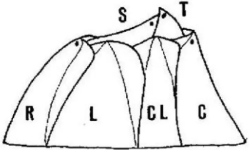 Fig.  1.1:  Schema  delle  piastre  di  A.  amphitrite.  S=Scuta,  T=Terga,  C=Carena,  R=Rostro,  L=Laterali, CL=Careno-Laterali (da Relini, 1980)