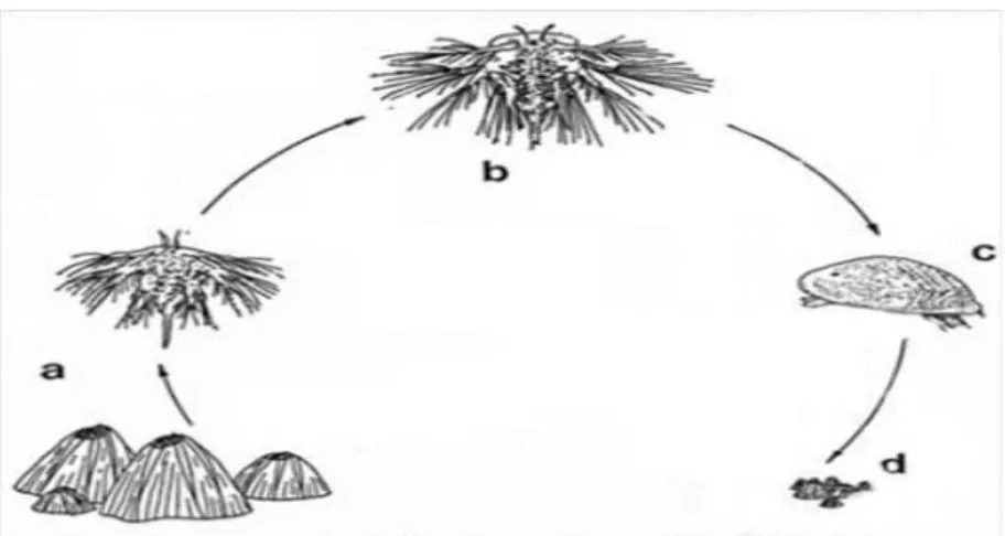 Fig. 1.3: Rappresentazione del ciclo vitale di un balanomorfo. (a) balani che liberano naupli, (b)  6° stadio naupliare, (c) cipride, (d) piccoli balani da poco metamorfosati (da Relini, 1980)
