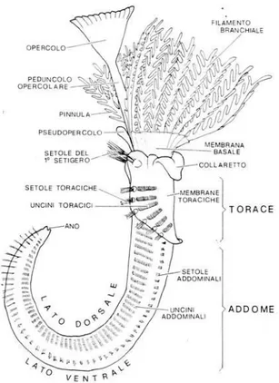 Fig. 1.4: Principali tratti dell’organizzazione esterna di un Serpulide (da Bianchi, 1981)