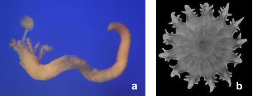 Fig. 1. 5: a) Hydroides elegans (Haswell 1883) privo di tubo calcareo e b) opercolo con verticillo  inferiore e superiore