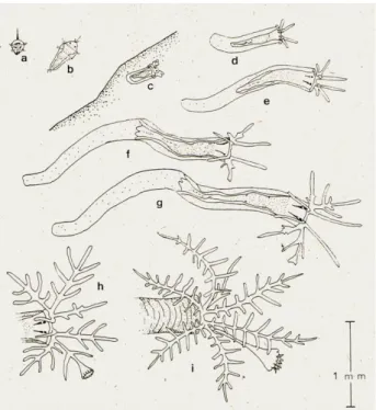 Fig. 1.6: Rappresentazione del ciclo vitale di Hydroides elegans. a) trocofora; b) metatrocofora; 
