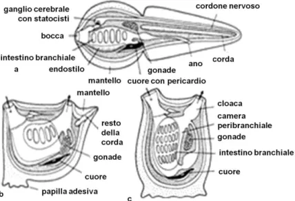 Fig. 1.9: Metamorfosi di un Tunicato a) stadio larvale con corda nel segmento codale, b) stadio  di trasformazione (fissato, coda in via di atrofizzazione, c) stadio adulto (da Remane &amp; Storch,  1978)