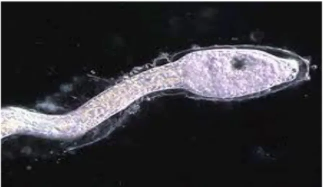 Fig. 1.10: larva di Styela plicata. 