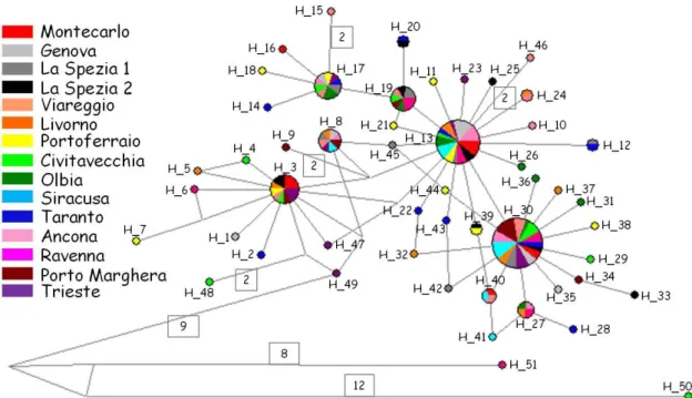Fig. 3.2: Network degli aplotipi riscontrati in A. amphitrite. 