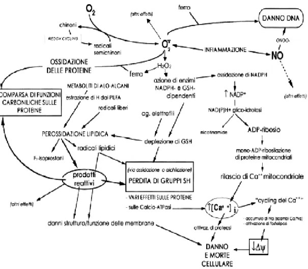 Figura  1:  Sinossi  dei  processi  biochimici  che  possono  aver  luogo  durante  uno  stress  ossidativo  e  delle  principali specie molecolari coinvolte del danno cellulare a 