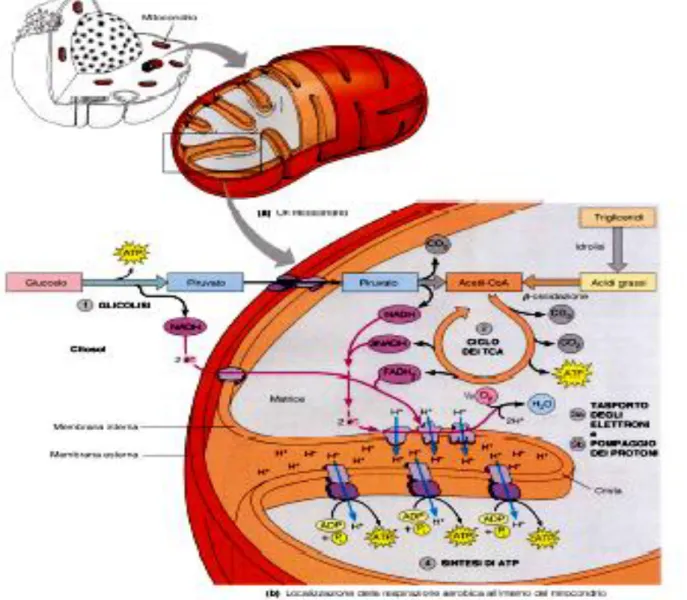Fig 2: Organizzazione strutturale interna dei mitocondri. 