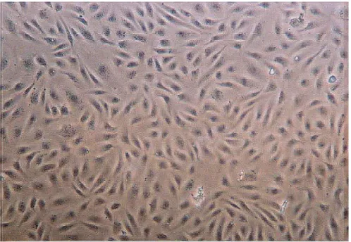 Fig 14: Huvec in monostrato a confluenza. Immagine ottenuta con il microscopio a contrasto di fase  Zeiss Televar 3