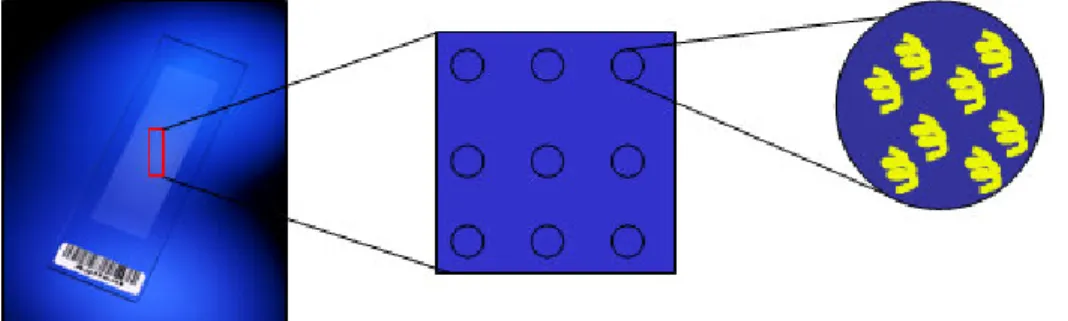 Figure  2.  Schematic  representation  of  a  microarray  slide.  A  microarray  consists  of  multiple  features  (spots)