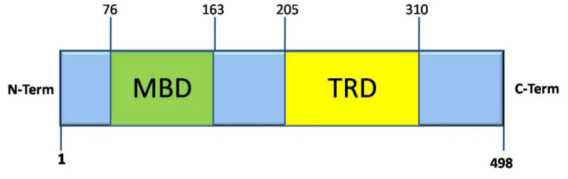 Figura  2.  Rappresentazione  schematica  dei  domini  della  proteina  MeCP2.  I  residui  76-163  formano il dominio di legame alle isole CpG metilate