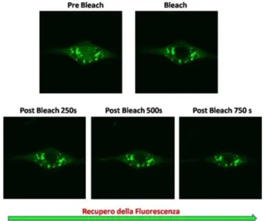 Figura  8.  Schema  delle  fasi  di  Prebleach,  Bleach  e  Postbleach  di  un  esperimento  di  FRAP  su  cellule NIH 3T3.