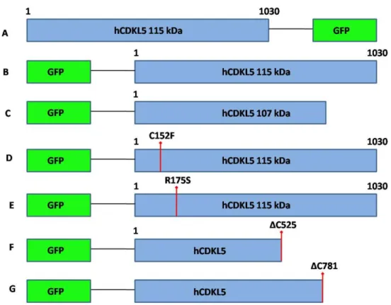 Figura  12.  Rappresentazione  schematica  dei  costrutti  utilizzati  in  questa  tesi