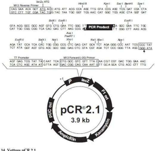 Figura 14. Vettore pCR 2.1. 