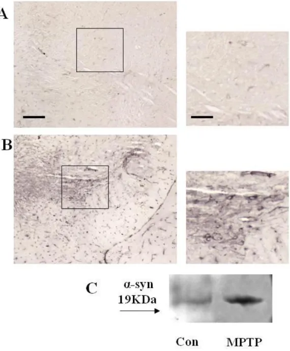 Figura  4.  Il  trattamento  con  MPTP  induce  l’espressione  dell’α-sinucleina  nella  substantia nigra di topo  
