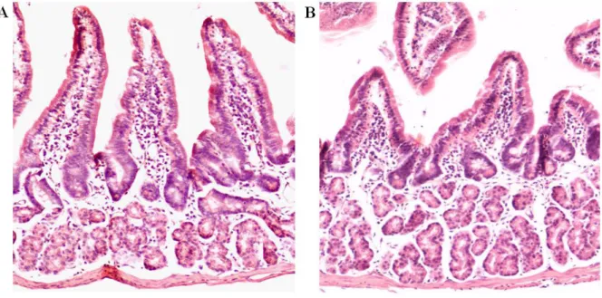 Figura 6. Il trattamento con MPTP causa atrofia della tonaca mucosa nel duodeno  di topo 