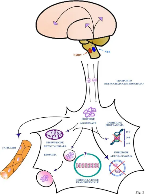 Figura A. L’intestino sembra essere la porta d’entrata nelle patologie neurodegenerative