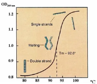 Figura 2.5 Esempio di curva di melting del DNA in doppia elica. 