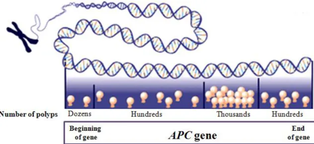 Figure 2: Mutations in APC gene cause FAP, but mutations in different regions of the gene will have a  varying effect on the nature and severity of symptoms