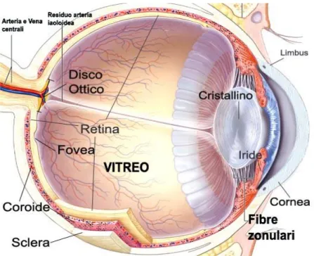 Fig. 1. Sezione del bulbo oculare 