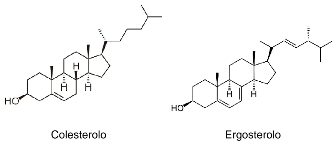 Fig. 2. Struttura di colesterolo ed ergosterolo 