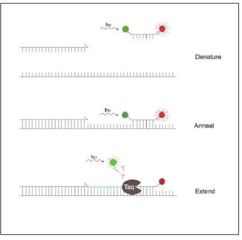 Illustrazione 1: Rappresentazione schematica del funzionamento delle sonde TaqMan. In  rosso: il querce; Taq: DNA polimerasi; in verde: il reporter