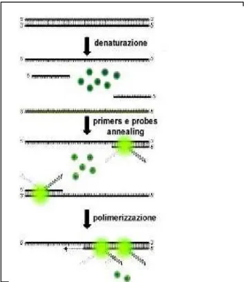 Illustrazione 2: Rappresentazione della metodica di Real-Time con Sybr Green 