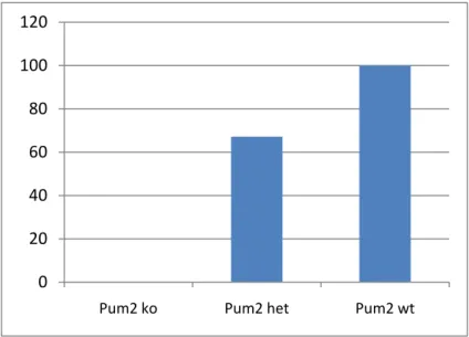 Figure 4. Pum2 protein levels in KO, heterozygous and wild type mice 