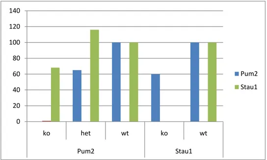 Figure 6: Changes in Pum2 and Stau1 protein levels in both transgenic mice 