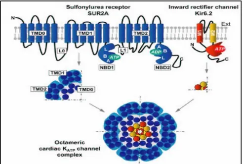 Figura 6:Meccanismo di induzione del precondizionamento endogeno 