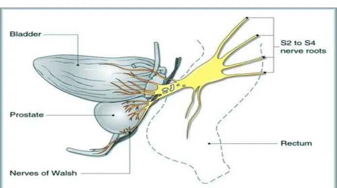 Fig. 5  Rappresentazione schematica del plesso nervoso pudendo 